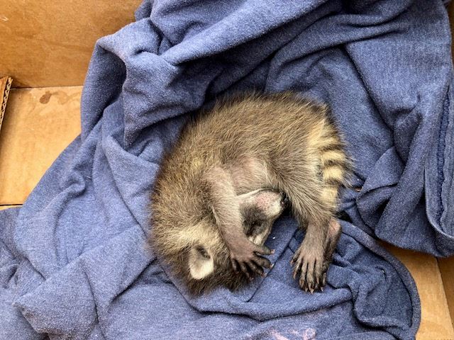 baby raccoon