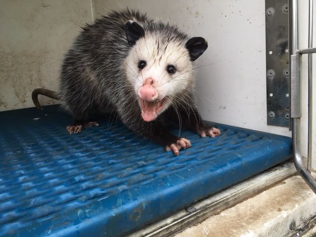 opossum 2016