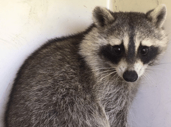 raccoon 2016  2