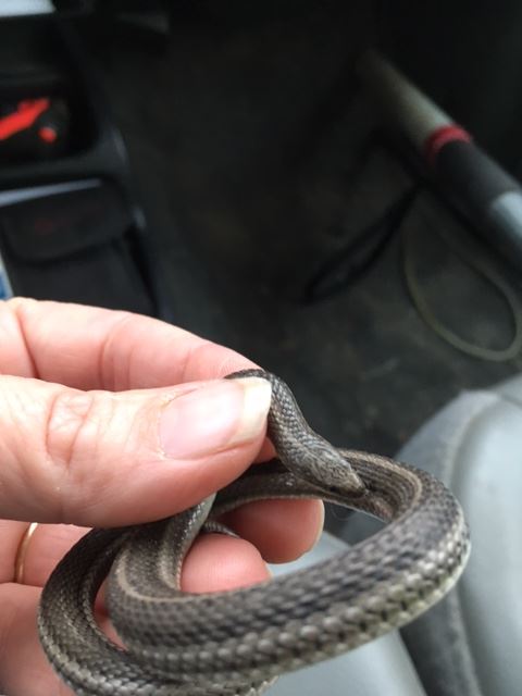 snake grain valley 2016